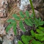 Sanguisorba canadensis Leaf