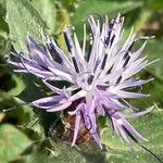 Carthamus caeruleus Fleur