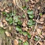 Asarum europaeum Lapas