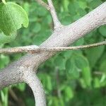 Grewia flava Bark