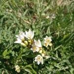 Nothoscordum borbonicum Blomst