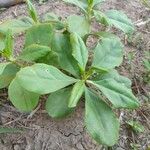 Talinum paniculatum Leaf