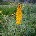 Lupinus luteus Blomst