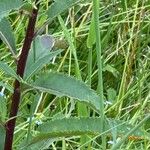 Senecio nemorensis Blad