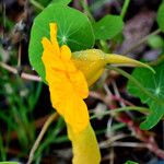 Tropaeolum majus Kwiat