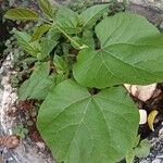 Vigna unguiculata Leaf