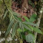 Angraecum angustum Staniste