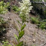 Veratrum insolitum Habit