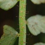 Asplenium barteri Folha