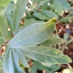 Myrica gale Blad