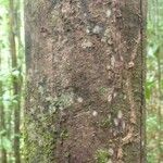 Elvasia elvasioides Bark