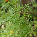 Tagetes tenuifolia পাতা