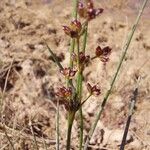 Juncus articulatusFlower