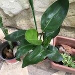 Strelitzia nicolai Φύλλο