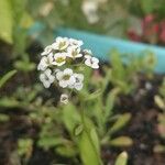 Lobularia maritimaÇiçek