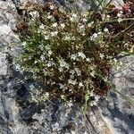 Minuartia rostrata Облик