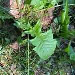 Taraxacum clemensপাতা