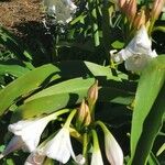 Crinum macowanii Folha