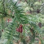 Cunninghamia lanceolata Лист