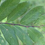 Bridelia cathartica Hoja