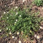 Brachyscome iberidifolia Leaf