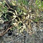 Lomatium triternatum Habit