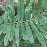 Zamia integrifolia Leaf