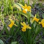 Narcissus minor Fleur