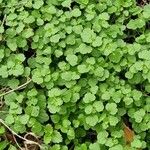 Veronica hederifolia Feuille