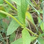 Stachys recta Feuille