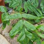 Kalanchoe prolifera Folio