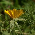 Cladanthus arabicus Flower