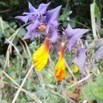 Melampyrum subalpinum Flower