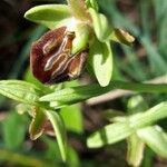 Ophrys sphegodes ফুল