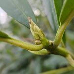 Rhododendron ponticum Other