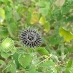 Abutilon indicum Plod