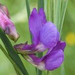 Lathyrus bauhini Квітка