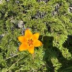 Lilium bulbiferumBlomma