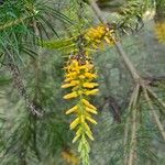 Persoonia