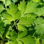 Corydalis incisa Blad