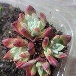 Dudleya farinosa 葉