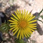 Berkheya spekeana Flor