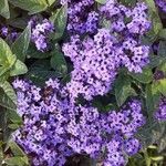 Heliotropium arborescens Cvet
