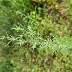 Artemisia alba Blad