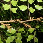 Machaerium seemannii Leaf