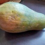 Cucurbita moschataGyümölcs