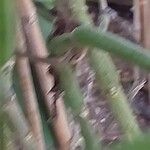Justicia aurea Corteza