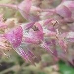 Salvia aethiopis Blomma