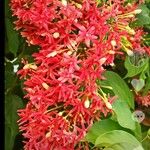 Combretum indicum Flor