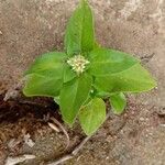 Richardia brasiliensis Flower